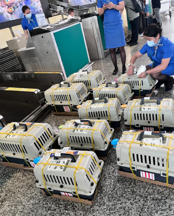 Imported Puppies